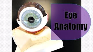 Eye Anatomy [upl. by Noemi441]