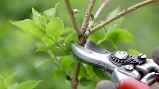 How to prune spring flowering shrubs  Grow at Home  Royal Horticultural Society [upl. by Marabel]