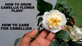 How to Grow Camellia Flower Plant Care and Tips [upl. by Frans]