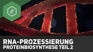 RNAProzessierung – Proteinbiosynthese Teil 2 [upl. by Eralc792]