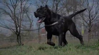 Black Presa Canario male [upl. by Dollie228]