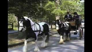 Introduction to the Sport of Carriage Driving [upl. by Acinnod]