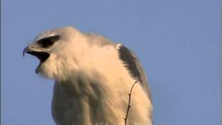 Blackshouldered Kite Elanus caerulus [upl. by Joung]