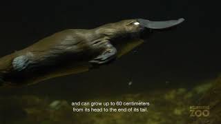 Platypus Facts [upl. by Catharina]