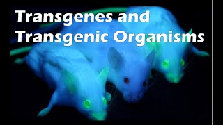 Trangenes and Transgenic Organisms [upl. by Flin423]