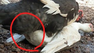 Muscovy Duck In Heat Hard Mating 2021 [upl. by Uolymme]