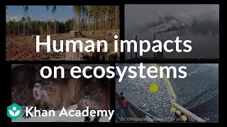 Human impacts on ecosystems  Biodiversity and human impacts  High school biology  Khan Academy [upl. by Gerita]