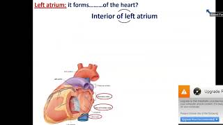 Internal Features of the Heart Part 1  The Atria [upl. by Edniya569]