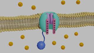 VoltageGated Sodium Channels in Neurons [upl. by Sello]