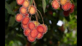 How to Plant Rambutan In Pots For Fruit Crops In Home Garden [upl. by Asiruam]