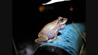 Coqui frogs UP CLOSE and LOUD [upl. by Yorick830]