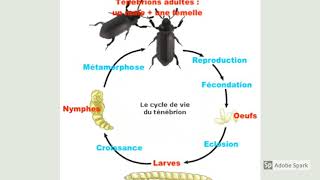 Sciences amp techno C3  Cycle de vie du ténébrion [upl. by Kred216]