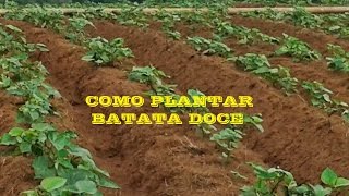 Como plantar BATATA DOCE  Parte 1 [upl. by Chatwin]