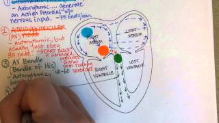 Conduction System of the Heart [upl. by Stoops]