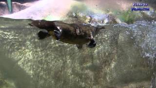 Australian Platypus swimming in a Public Aquarium [upl. by Aizirtap670]