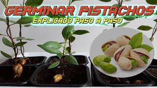 INCREIBLE Como Germinar Semillas de Pistacho  Germinar Pistacho  Sembrar Pistacho  Plantar [upl. by Aernda]