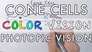 Cone Cells and the Color Vision [upl. by Akira]