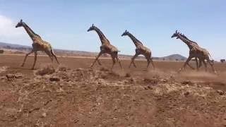 Herd of giraffes running in Tanzania Africa [upl. by Romona]