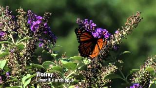 Butterflies Camouflage and Mimicry [upl. by Namlak]