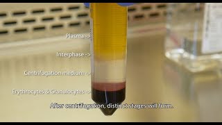 Isolate PBMCs with Lymphopure™ [upl. by Emerick436]