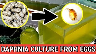 HOW TO HATCH DAPHNIA EGGS  HOW TO CULTURE DAPHNIA [upl. by Wolenik100]