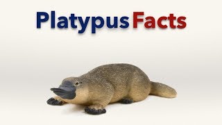 Platypus Facts [upl. by Rednael838]