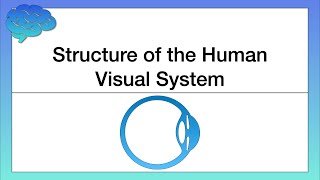 Structure of the Human Visual System [upl. by Inoliel797]