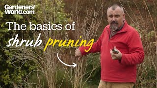 The basics of shrub pruning [upl. by Katusha]