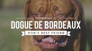 DOGUE DE BORDEAUX MANS BEST FRIEND [upl. by Wilcox]