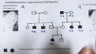 Stammbaumanalyse [upl. by Acinnad]