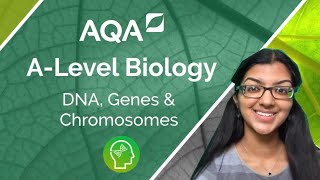 AQA A Level Biology DNA Genes and Chromosomes [upl. by Susumu43]