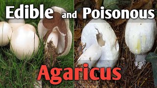 7 Common Poisonous Mushrooms You Should Know [upl. by Ajak]