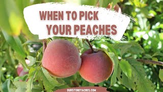 When to Pick your Peaches [upl. by Calabrese]