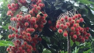 Rambutan Harvesting Nephelium lappaceum [upl. by Aillil]