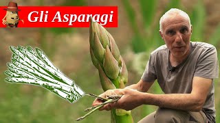 Come coltivare gli ASPARAGI nellorto [upl. by Kurland]