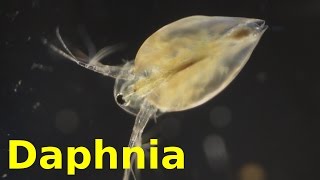 Daphnia [upl. by Alleciram]