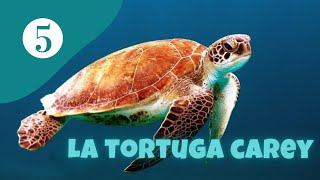 LA TORTUGA CAREY PRECIOSA TORTUGA EN PELIGRO CRÍTICO [upl. by Ydoc801]