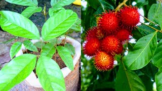 How to Grow Rambutan Tree from Seed  Rambutan Tree growing  Beautiful Rambutan fruit grow in home [upl. by Graehl]