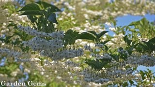 Japanese snowbell tree Styrax japonicus [upl. by Nivrem28]