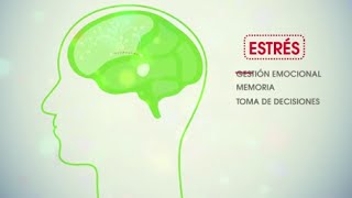 Neuroeducación por otra escuela [upl. by Airetal]