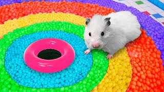 🐹 Hamster Escapes the Rainbow Maze OBSTACLE COURSE [upl. by Amri]