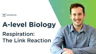 Respiration The Link Reaction  Alevel Biology  OCR AQA Edexcel [upl. by Gae]