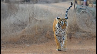 Splendours of Ranthambore National Park India  Amazing Tiger Encounters on Safari in Zones 110 [upl. by Nerrad]