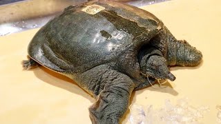 COMMENT PRÉPARER UNE TORTUE JAPONAISE 【LE TRIONYX】 [upl. by Brigham]