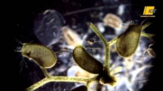 Bladderwort catching flea in slow motion [upl. by Sadoc]