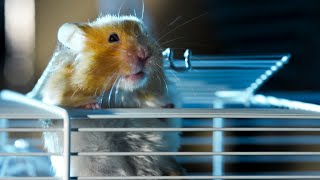 Hamster Escapes Cage To Go Exploring  Pets Wild At Heart  BBC Earth [upl. by Dobb]