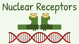 Nuclear Receptors amp Signaling Pathway [upl. by Sseb]