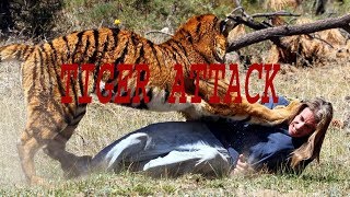 Tiger Attack in Indias Ranthambore National Park [upl. by Ellivnarg666]