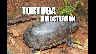 Tortuga Kinosternon [upl. by Nevetse]