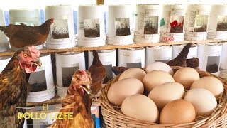 Como hacer un NIDO para GALLINAS PONEDORAS con materiales Caseros [upl. by Susejedesoj]